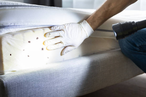 Best Pest Control Near Me in Dover Plains, NY