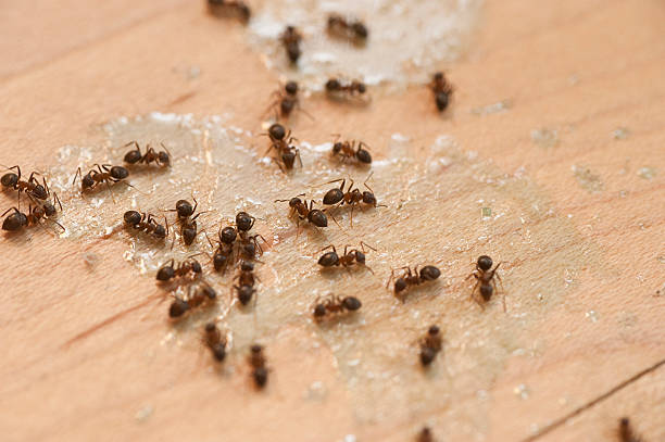 Best Pest Control for Restaurants  in Dover Plains, NY